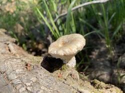 IMG_3915.jpeg