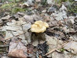 IMG_3952.jpeg
