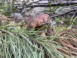 IMG_3963.jpeg