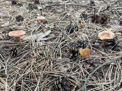 IMG_3970.jpeg