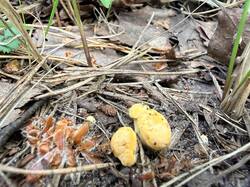 IMG_4764.thumb.JPEG.8a043f78d625f1ab75a812e6abd633df.JPEG