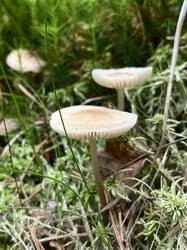 IMG_4826.jpeg