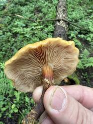 IMG_4894.jpeg