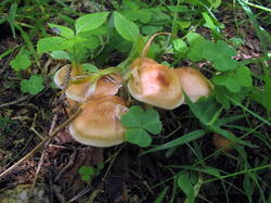 IMG_5060.thumb.JPG.ccec14ef5cabbdebda62b429fee592b5.JPG