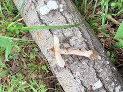 IMG_5078.thumb.JPEG.aca04bfa979d4d6572afa03c406d3a54.JPEG