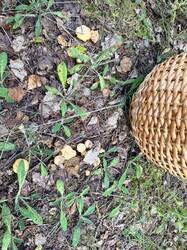 IMG_5107.thumb.JPEG.331582701ab5f7122a842e355e2f8116.JPEG