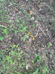 IMG_5108.thumb.JPEG.5b6b19581e85be1b04acdf5cf0eb6a47.JPEG