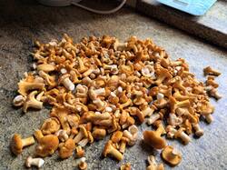 IMG_5143.thumb.JPEG.5130d6877d07244f8f7395c8548db97f.JPEG
