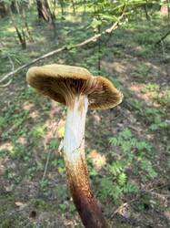 IMG_5155.jpeg