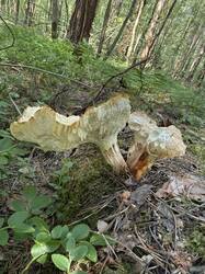 IMG_5157.jpeg