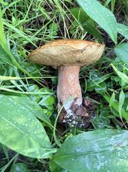 IMG_5234.thumb.JPEG.4e4566b1efd9188b6e330d271d1f838e.JPEG