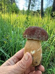 IMG_5277.thumb.JPEG.4c02958e88bbf5e668044e05ebca59d2.JPEG