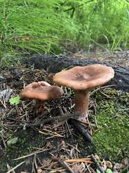 IMG_5321.jpeg