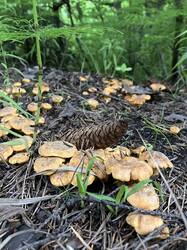 IMG_5323.jpeg
