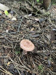 IMG_5328.jpeg