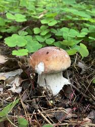 IMG_5334.jpeg