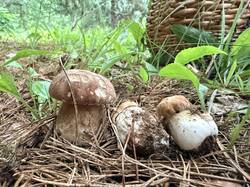 IMG_5381.thumb.JPEG.70ed36f2276fc7106fce7a51adaf39f1.JPEG