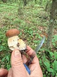 IMG_5417.thumb.JPEG.a3bf5bb4999d9f0f8e6a1579f9a4e3fa.JPEG