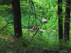 IMG_6277.jpg