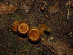 IMG_8436.thumb.JPG.b899b9feb1337958b4382b1f11e0d568.JPG