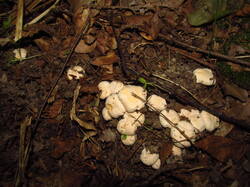 IMG_8464.thumb.JPG.59e80fc0004ca483d62b8bb2aab8250b.JPG