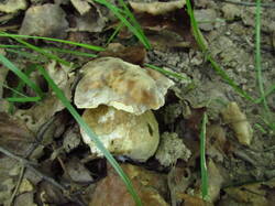 IMG_8467.thumb.JPG.79bfa39be900b315287e78c266b21988.JPG