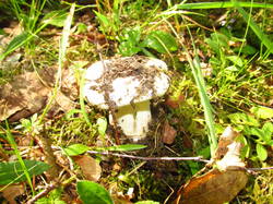 IMG_8473.thumb.JPG.c19cc863f764783dd46afbf20f78f2eb.JPG