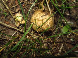 IMG_8535.thumb.JPG.015795e8ca492fa154623c86f5f35d42.JPG