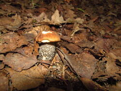 IMG_8541.thumb.JPG.bb4cf29e95ce6bc32101fcaa133bfb42.JPG