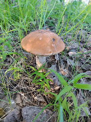 Leccinum.thumb.jpg.6e9a510a73c9dd3690c57906ec949acf.jpg