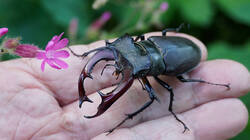Lucanus_cervus_1.thumb.JPG.7721a313fe6cdd695b35c64e5ab62df6.JPG