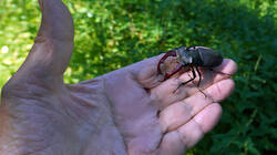 Lucanus_cervus_3.thumb.JPG.753fb23ff0ad48b7fd82f6a26f654372.JPG