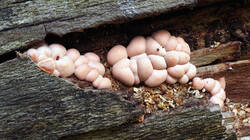 Lycogala_epidendrum_AWP_20260615.thumb.JPG.bb351e1179d1ee83255aee95203b06e6.JPG
