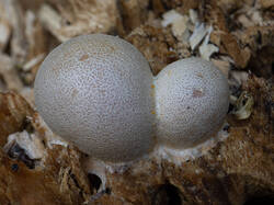 Lycogala_flavofuscum_MS_20200717.thumb.jpg.18ed31e2ac737d5466443bf7bb57f3e9.jpg