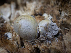 Lycogala_flavofuscum_MS_20200719.thumb.jpg.373adc24680133faa284367646da274a.jpg