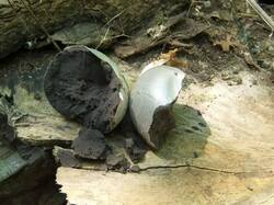 Lycogala_flavofuscum_OK_20140629.thumb.jpg.780891bc97e296e3521d2e37fa1618c9.jpg