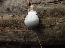Lycogala_flavofuscum_OK_20210903.thumb.JPG.c15d0c0708fc5211b0f33ea9c44f8d4c.JPG