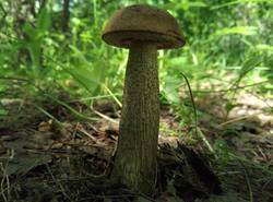 OX6echbMTf2LeqEp2fclZi4FXsDwXeGQ0_MISP1bfk66b6fMO3AgWky2sB9F5-soTiIGT9kovp5LN0fA6GPw90OT.thumb.jpg.c41644ec6916b872bcf0bd0a5aadaf3a.jpg