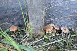 PANA7392.thumb.JPG.909152ecb298dcea94b05f96e8b595cf.JPG