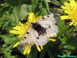 Parnassius_mnemosyne_NND_20230601-2.thumb.JPG.b9573d8bdf7a1a8761383f15c0c3df50.JPG