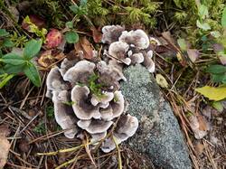 Phellodon_melaleucus_MS_20230908_01.thumb.jpg.f0eefad6a7392fd50e10e03d18afa3e1.jpg