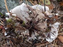Phellodon_melaleucus_MS_20230908_02.thumb.jpg.fcd9040a0887b45b09a0042090ee2c0f.jpg