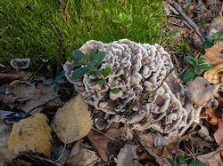 Phellodon_melaleucus_MS_20230909_03.thumb.jpg.015ae7caa692b797d5e2362755512373.jpg