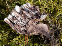 Phellodon_melaleucus_MS_20230909_04.thumb.jpg.0422184d9ddffa0a1aaa4bb50683f151.jpg