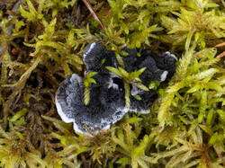 Phellodon_niger_MS_20230923_01.thumb.jpg.6e0cad484c6f9334992a39bd0187bcbd.jpg