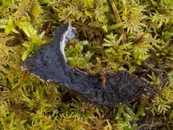 Phellodon_niger_MS_20230923_11.thumb.jpg.5240e81dcdf13c188233bd34e6bb3bae.jpg