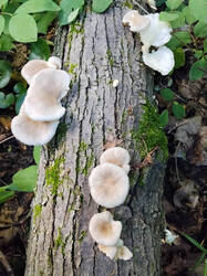 Pleurotus.thumb.jpg.8f8fa4beffd327e5e2129b91aa557746.jpg
