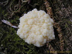 Reticularia_lycoperdon_AYV_20160815_01.jpg