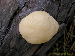Reticularia_lycoperdon_AYV_20160815_02.jpg