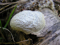 Reticularia_lycoperdon_AYV_20200517_01.jpg